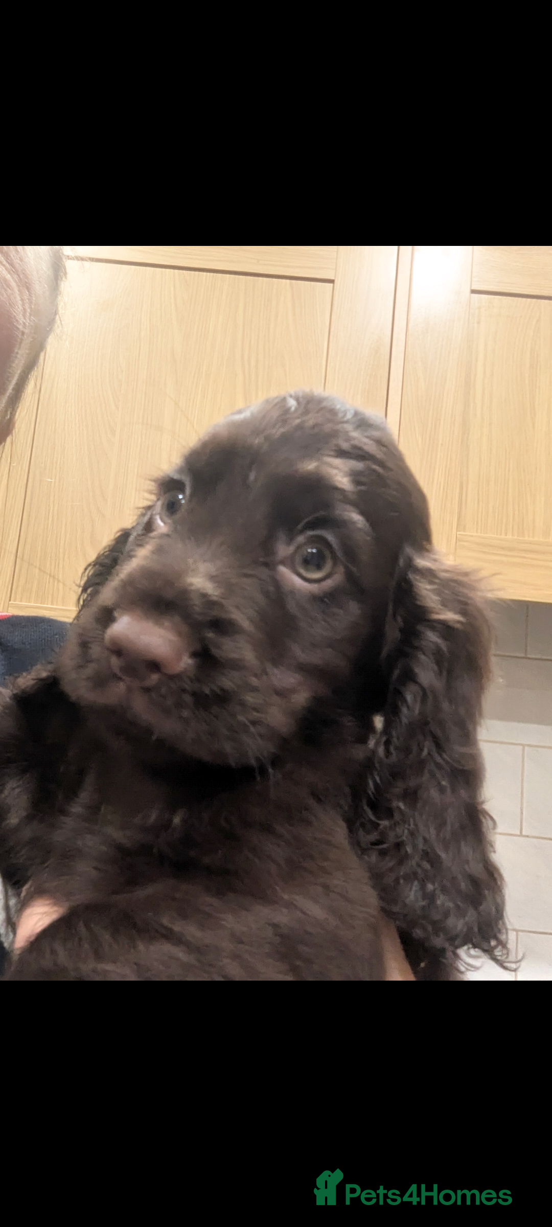 Cocker Spaniel dogs for sale: 5 Gen KC Registered working Cocker Spaniel pups  - Advert 8