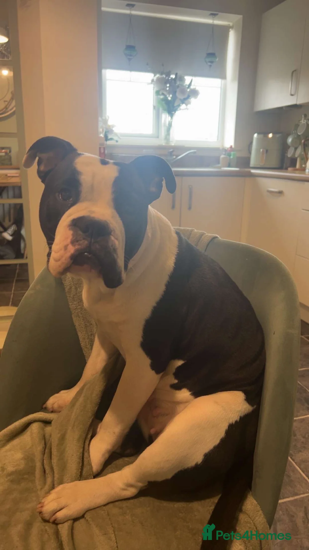 Mixed Breed dogs for sale: Bella  in Scarborough - Advert 1
