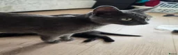 Mixed Breed cats for sale: 5 beautiful kittens for sale  - Advert 9