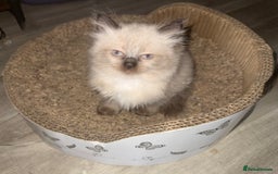 Maine Coon cats for sale: Maine coon kittens - Image 8