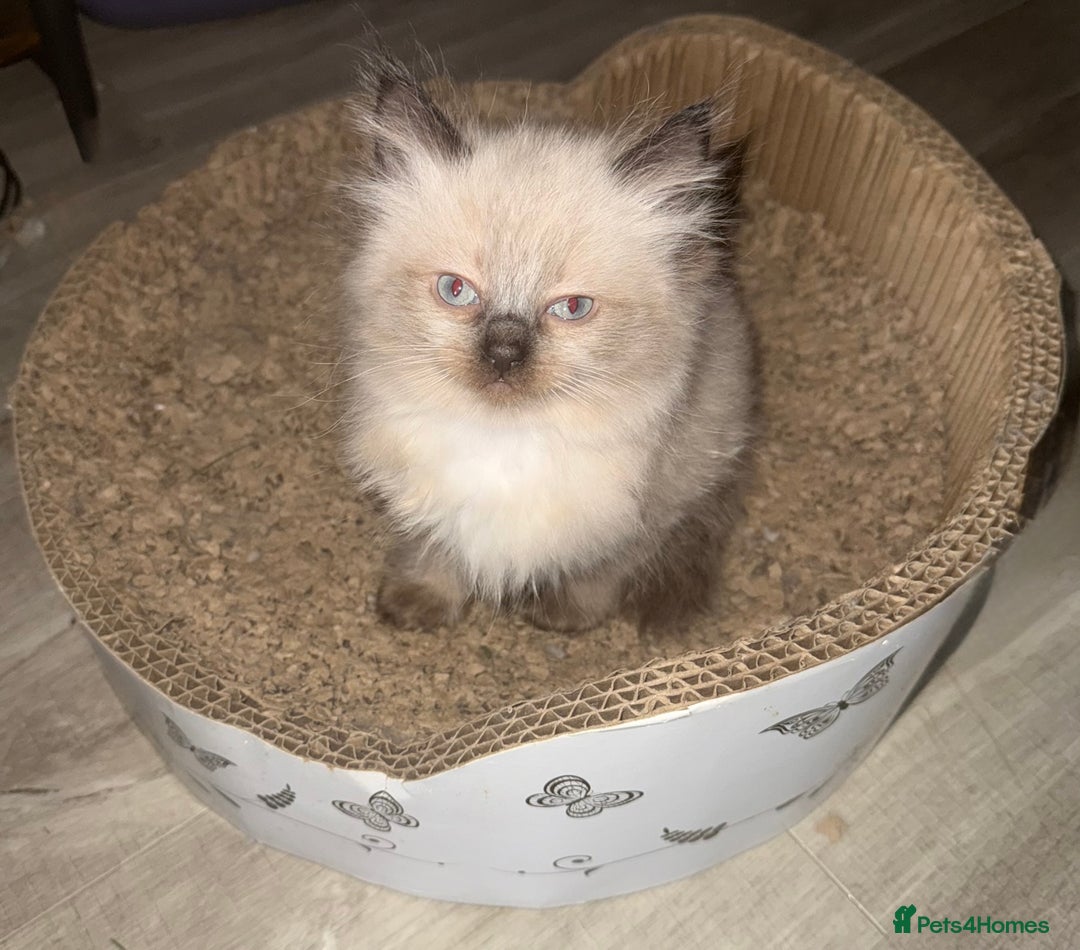 Maine Coon cats for sale: Maine coon kittens - Image 8