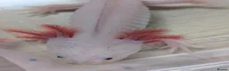 Axolotl reptiles for sale: Junior Axolotls - AVAILABLE NOW - Advert 7