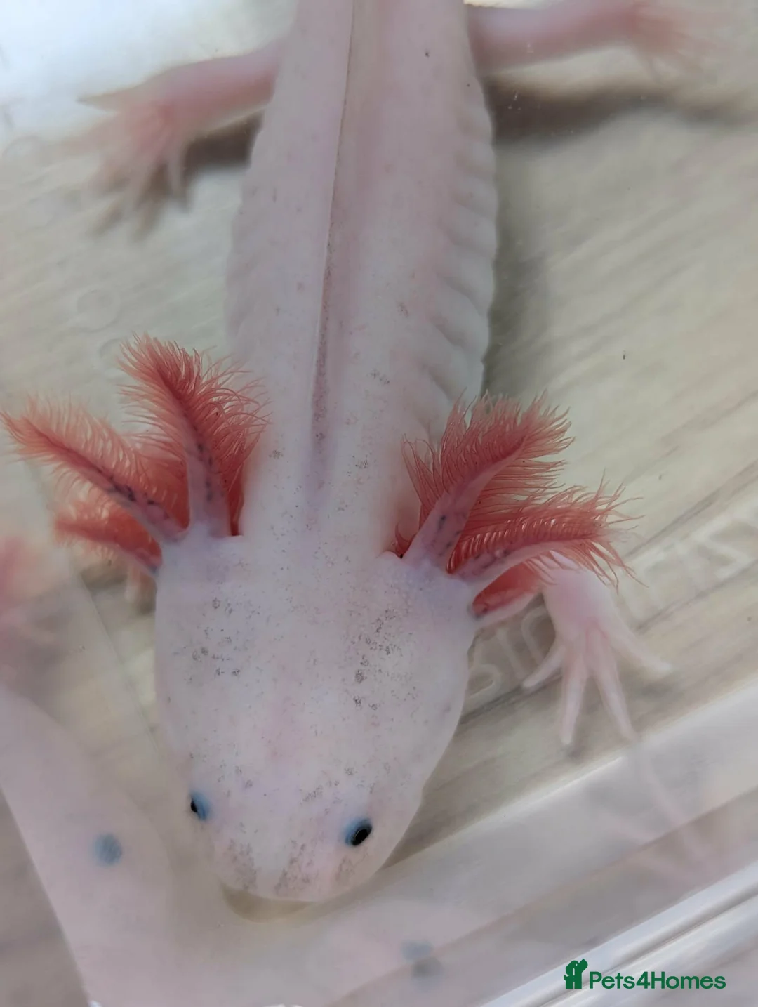 Axolotl reptiles for sale: Junior Axolotls - AVAILABLE NOW - Advert 7