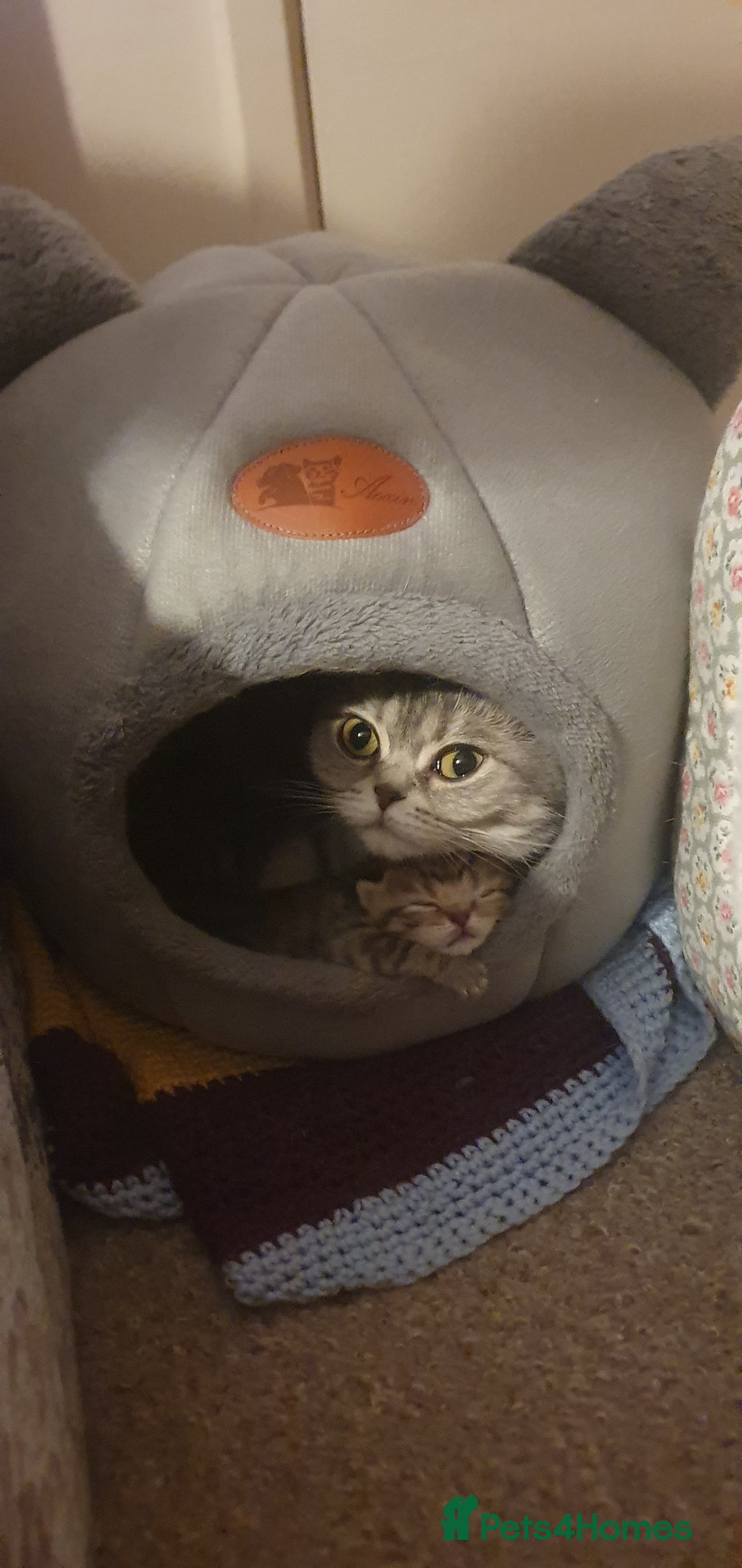 British Shorthair cats for sale: British Shorthair Black Golden Tabby kittens 😸  - Advert 10