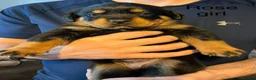 Rottweiler dogs for sale: Beautiful Rottweiler puppies in Derby - Advert 5