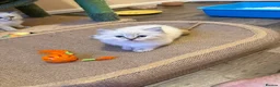 Ragdoll cats for sale: 🐾 Adorable Ragdoll  Kittens for Sale! 🐾  - Advert 7
