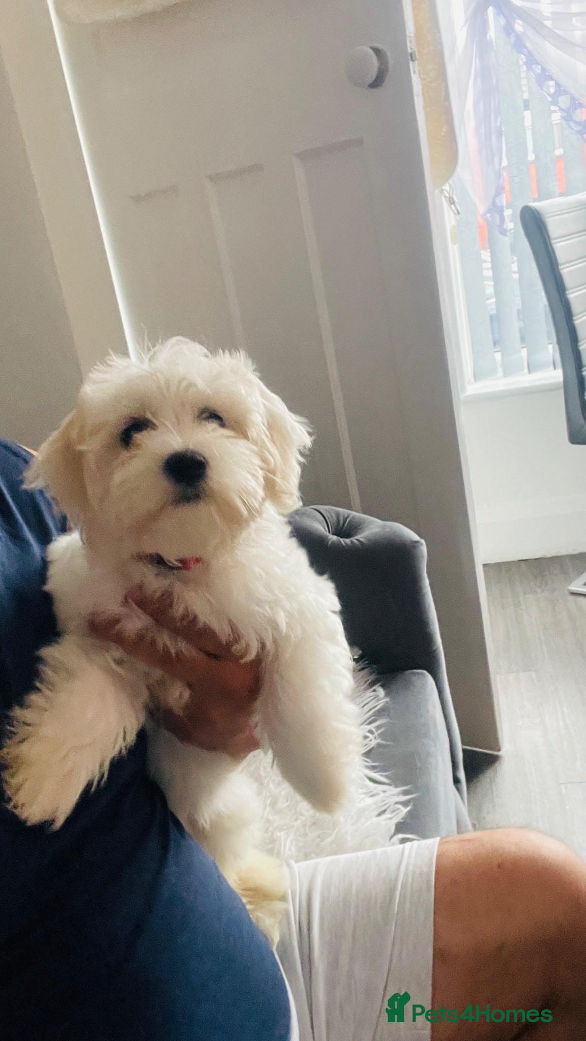 Maltese dogs  Beautiful last girl available   - Advert 2
