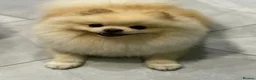 Pomeranian dogs for sale: 1 beautiful cream Merle boy left  - Advert 20