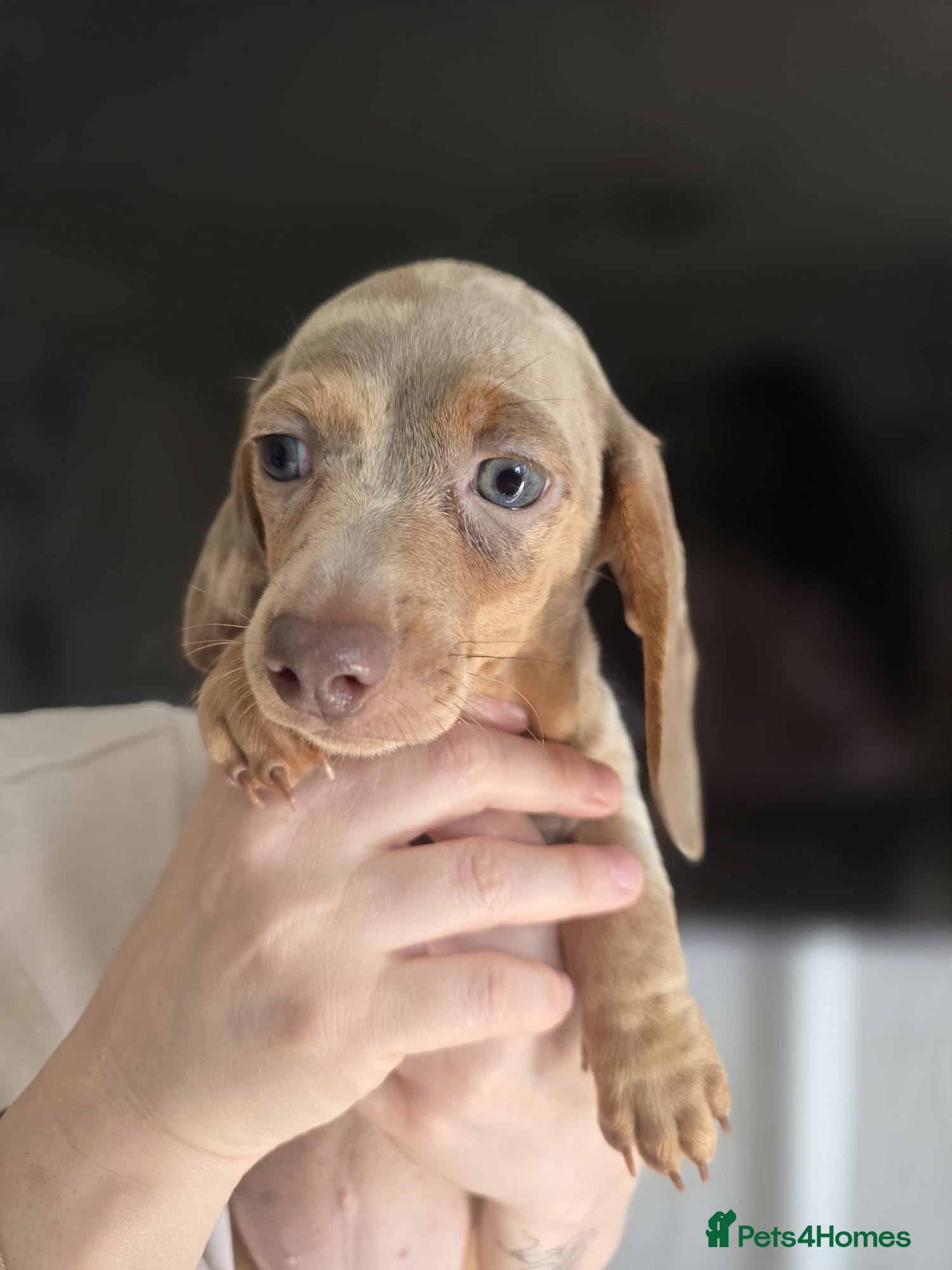 Miniature Dachshund dogs for sale: Stunnung miniature Dachshund  in Slough - Advert 6