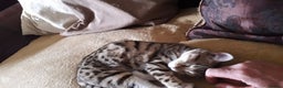 Bengal cats for sale: Beautiful Large & small Bengal kittens  - Advert 15