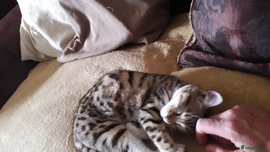 Bengal cats for sale: Beautiful Large & small Bengal kittens  - Advert 15