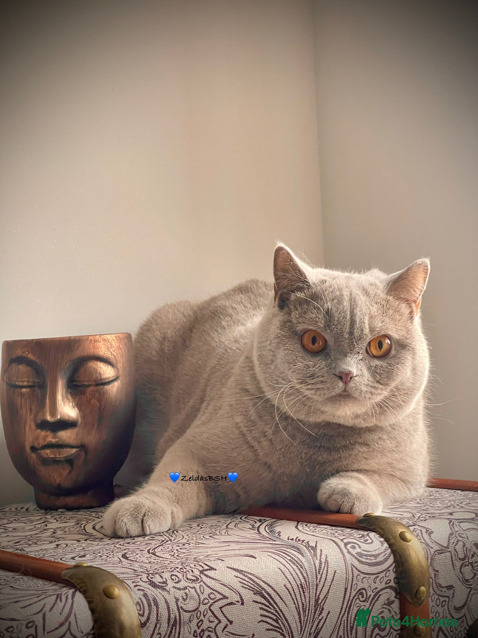 British Shorthair cats 🩵Precious BSH lilac boys💙 - Advert 3