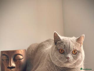 British Shorthair cats 🩵Precious BSH lilac boys💙 - Advert 5