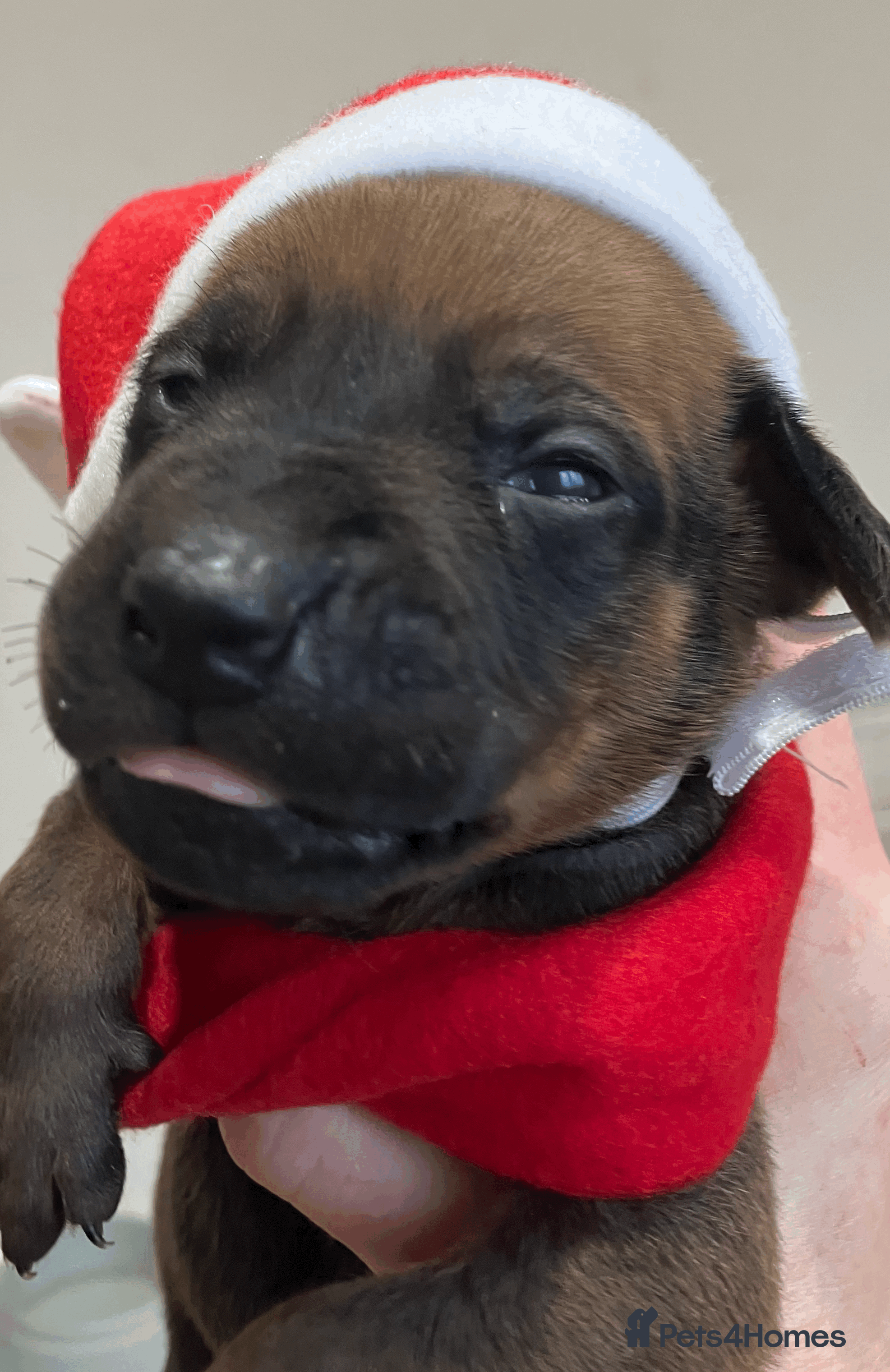 Rhodesian Ridgeback dogs * CUTENESS ALERT * READY END OF JANUARY - Advert 1