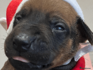 Rhodesian Ridgeback dogs * CUTENESS ALERT * READY END OF JANUARY - Advert 16