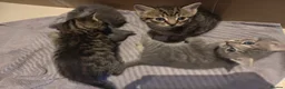 Mixed Breed cats for sale: 4 Beautiful Male Kittens Ready 15th May - Advert 6