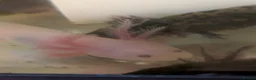 Axolotl reptiles for sale: Baby axolotl  - Advert 1