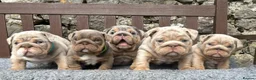 English Bulldog dogs for sale: Beautiful English bulldog puppies - Advert 3