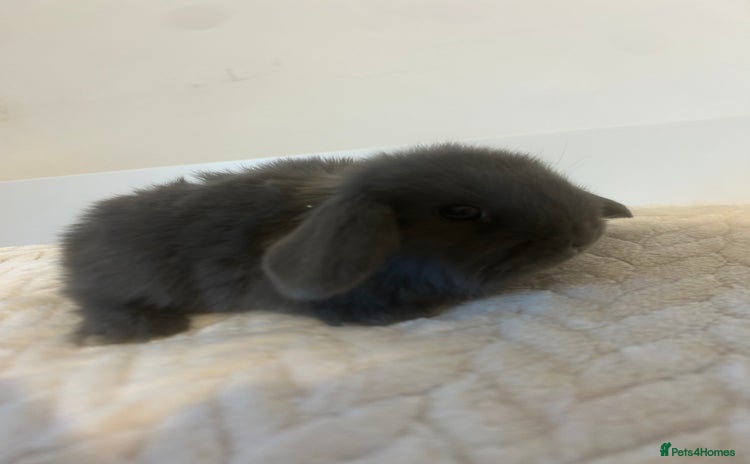 Mini Lop rabbits - Advert 3