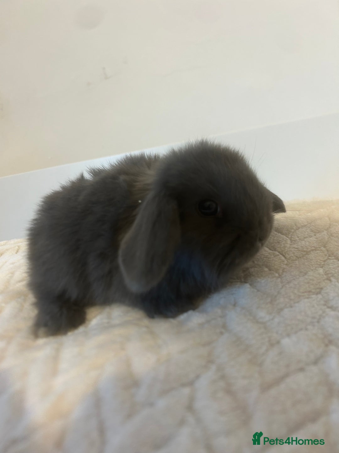 Mini Lop rabbits for sale: Gorgeous mini lops ready to reserve. - Image 1