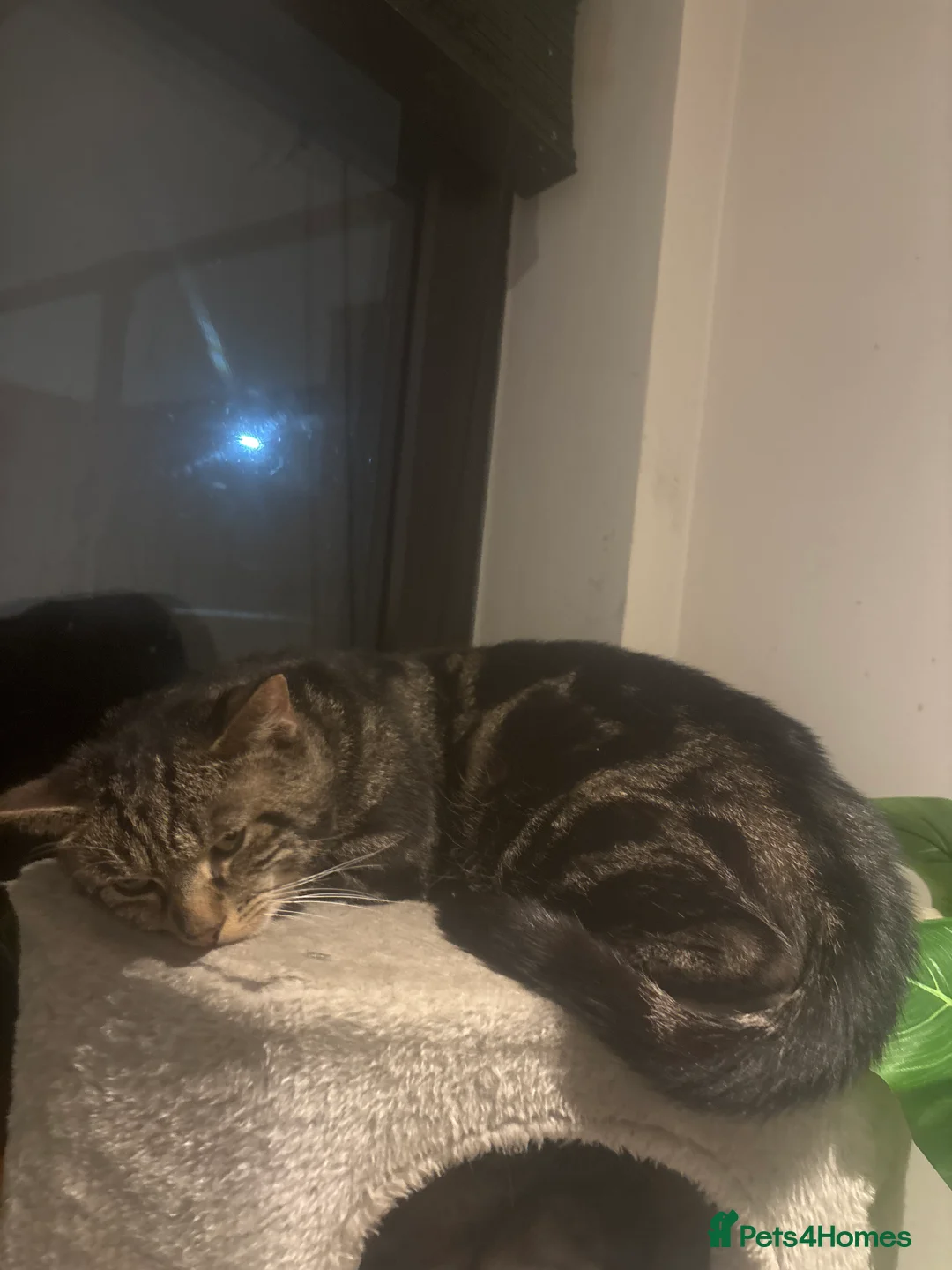 Mixed Breed cats for sale: Shy Indoor Cat (Jacobo) indoors Home needed  - Advert 1