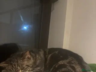 Mixed Breed cats Shy Indoor Cat (Jacobo) indoors Home needed - Advert 1