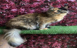 Maine Coon cats for sale: GCCF Black Smoke Maine Coon Kitten.  - Image 25