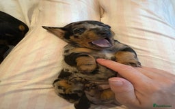 Miniature Dachshund dogs for sale: Venus is a mama to 5! - Image 13