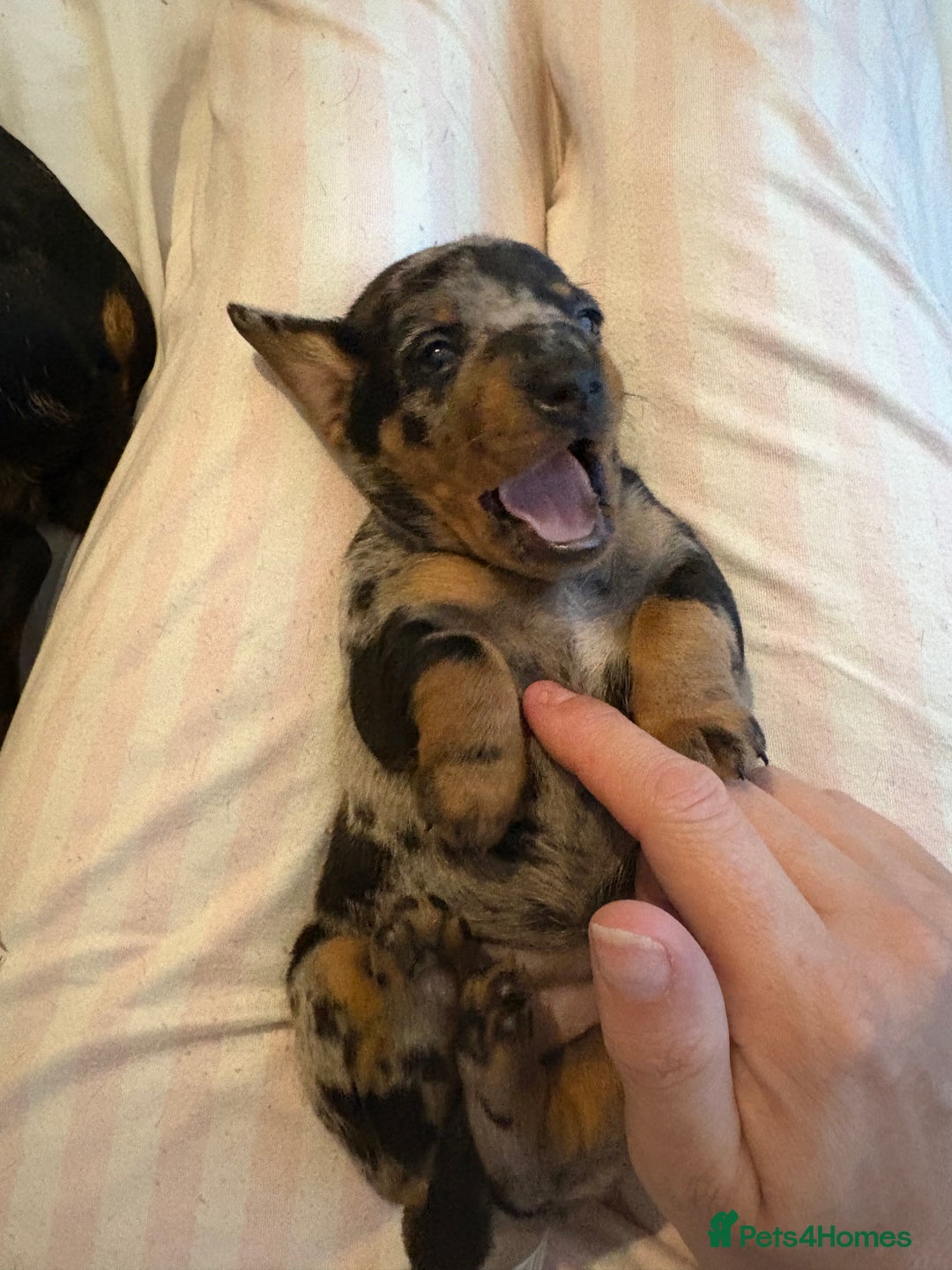 Miniature Dachshund dogs for sale: Venus is a mama to 5! - Image 13