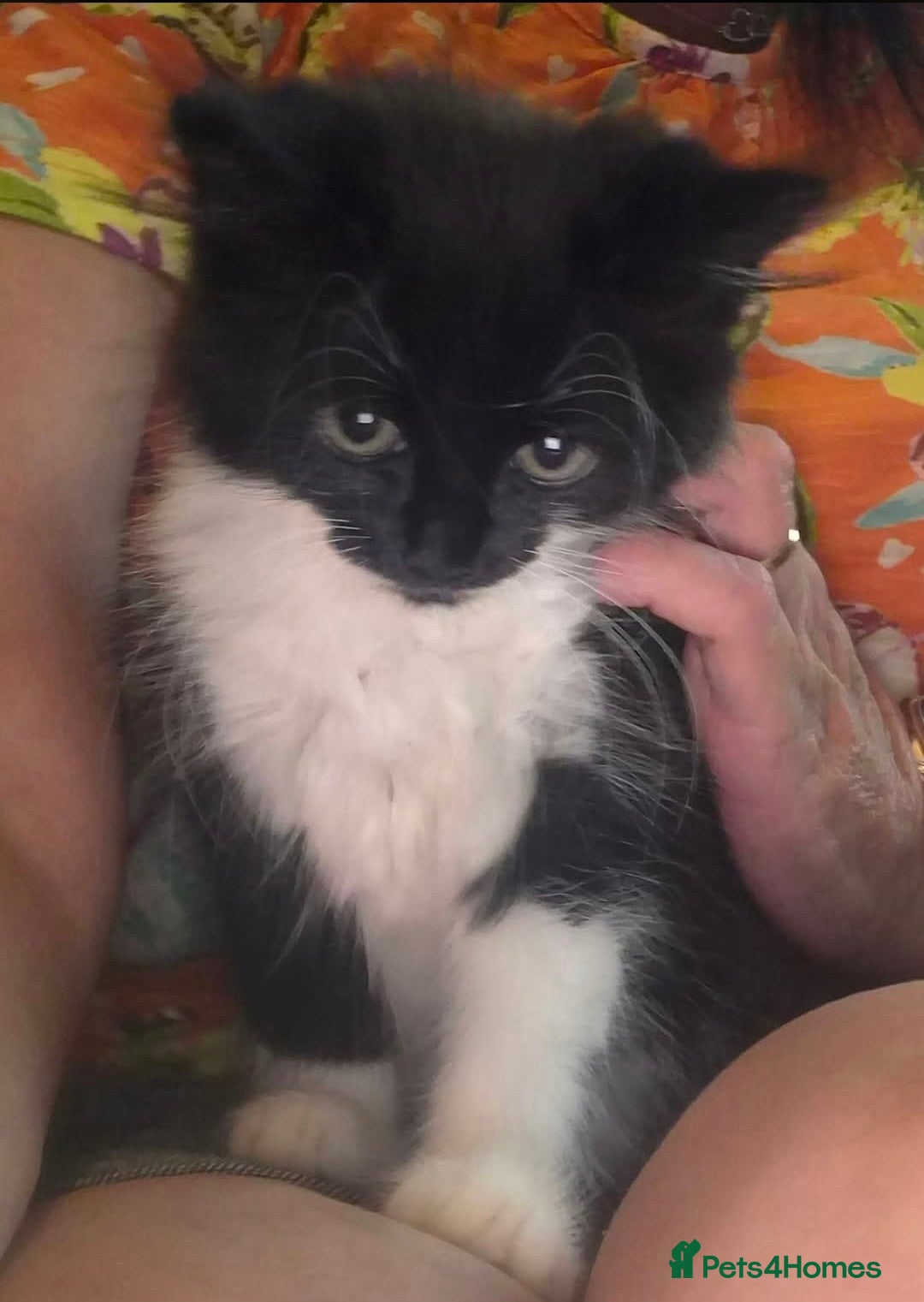 Mixed Breed cats Kitten - Advert 1