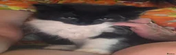 Mixed Breed cats for sale: Kitten - Advert 1