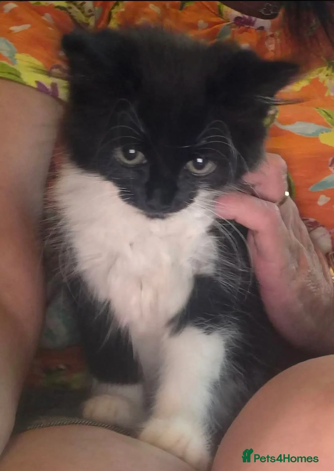 Mixed Breed cats for sale: Kitten - Advert 1