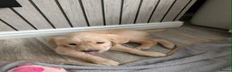 Golden Retriever dogs for sale: 3 Golden Retriver Puppies - Advert 6