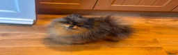 Pomeranian dogs for stud: Black & cherry tan merle stud 🌈🍊 - Advert 3