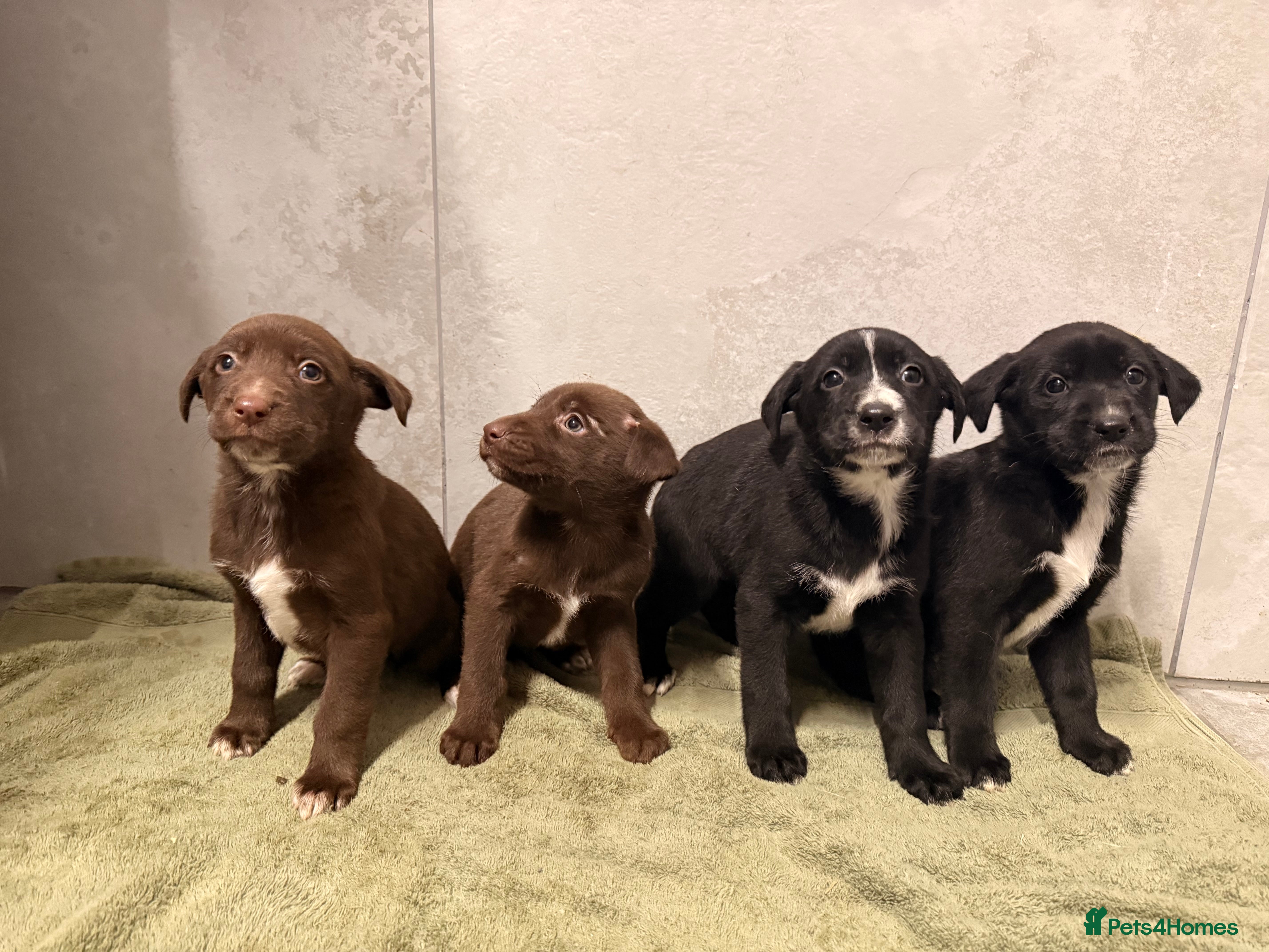 Mixed Breed dogs SURPRISE SURPRISE  one black girls left  - Advert 7