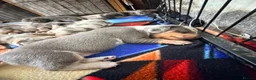 Dachshund dogs for sale: 7 beautiful dachshund puppies  - Advert 6