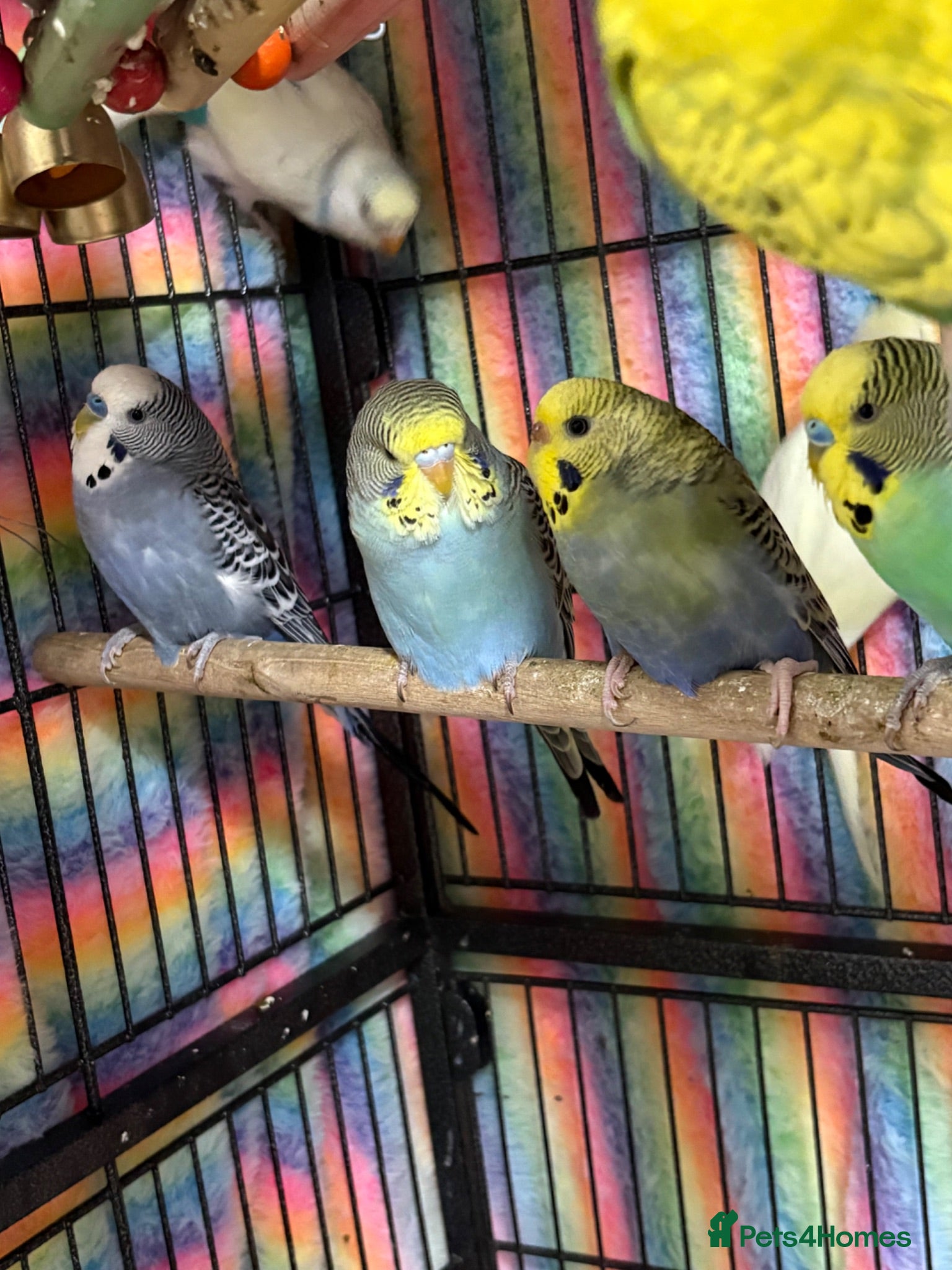 Budgerigars birds Baby Budgies’s for sale  - Advert 1