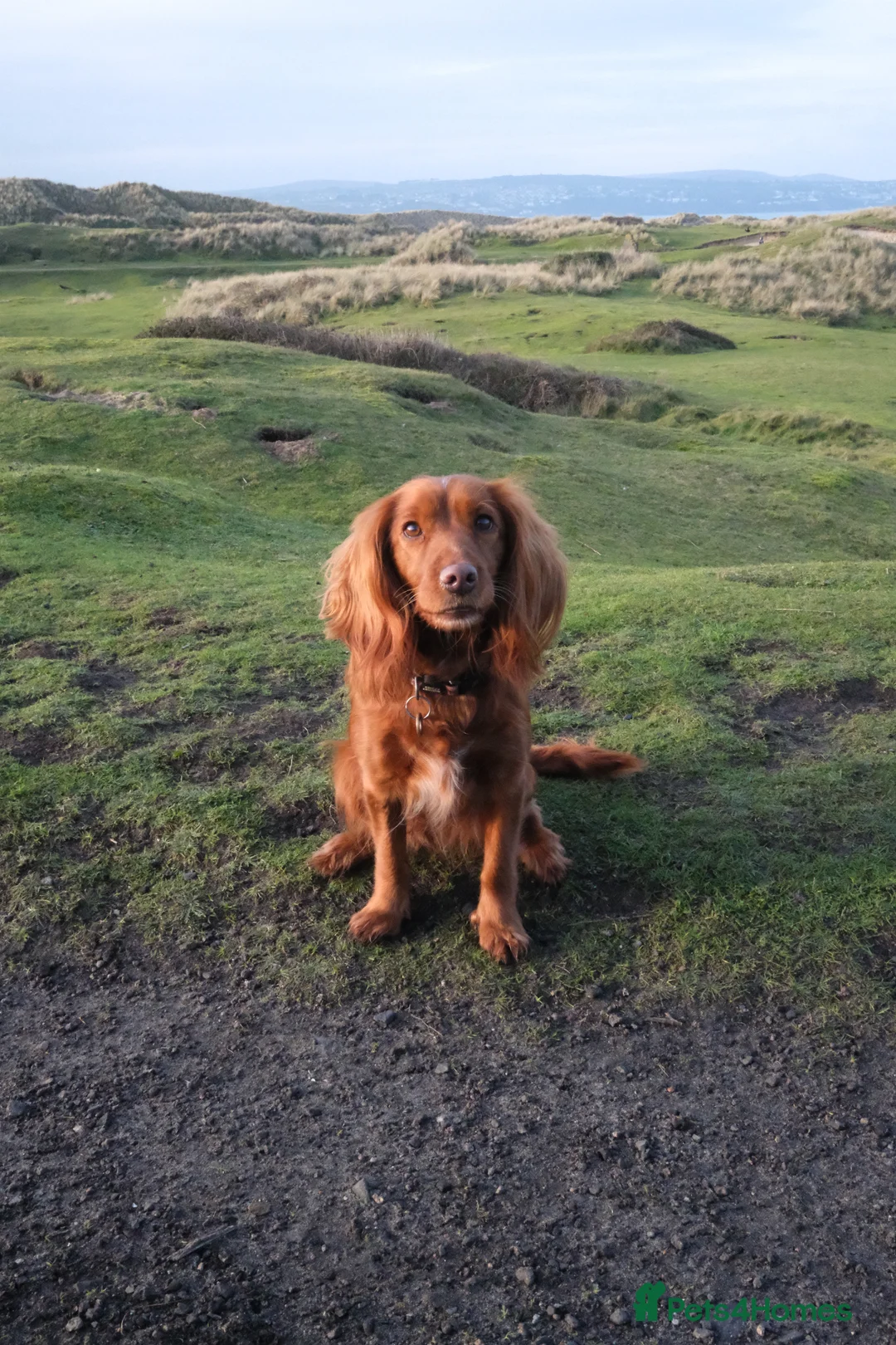 Cockapoo dogs for sale: Cockapoo puppies due May - Advert 1