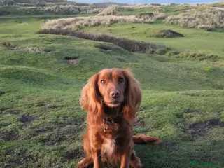 Cockapoo dogs Cockapoo puppies due May - Advert 4