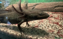 Axolotl reptiles for sale: Young Axolotls for sale - Image 2