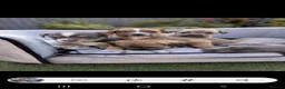 Jack Russell dogs for sale: Jack russell puppy  - Advert 5