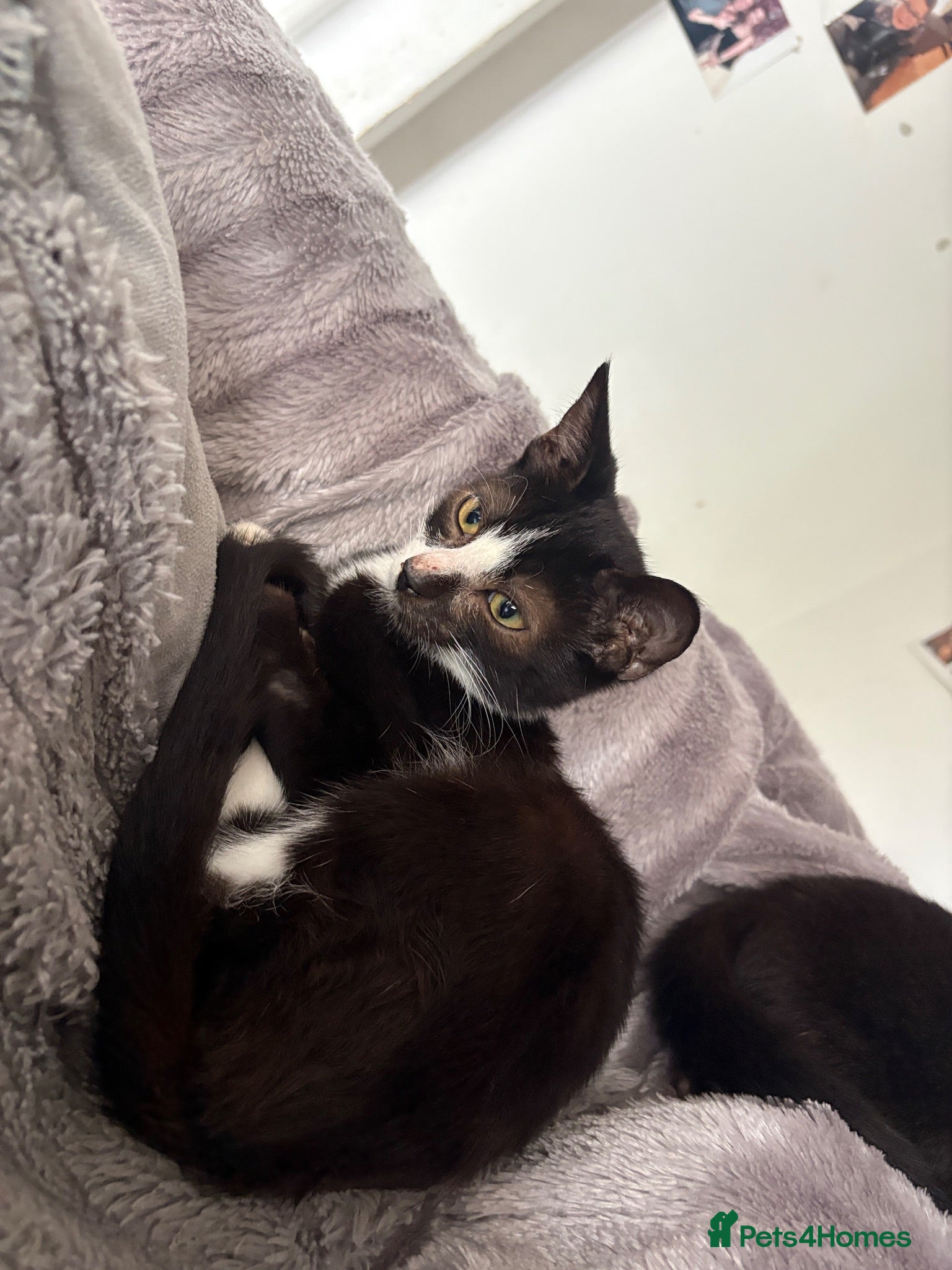 Mixed Breed cats Bicolor kitten  - Advert 1