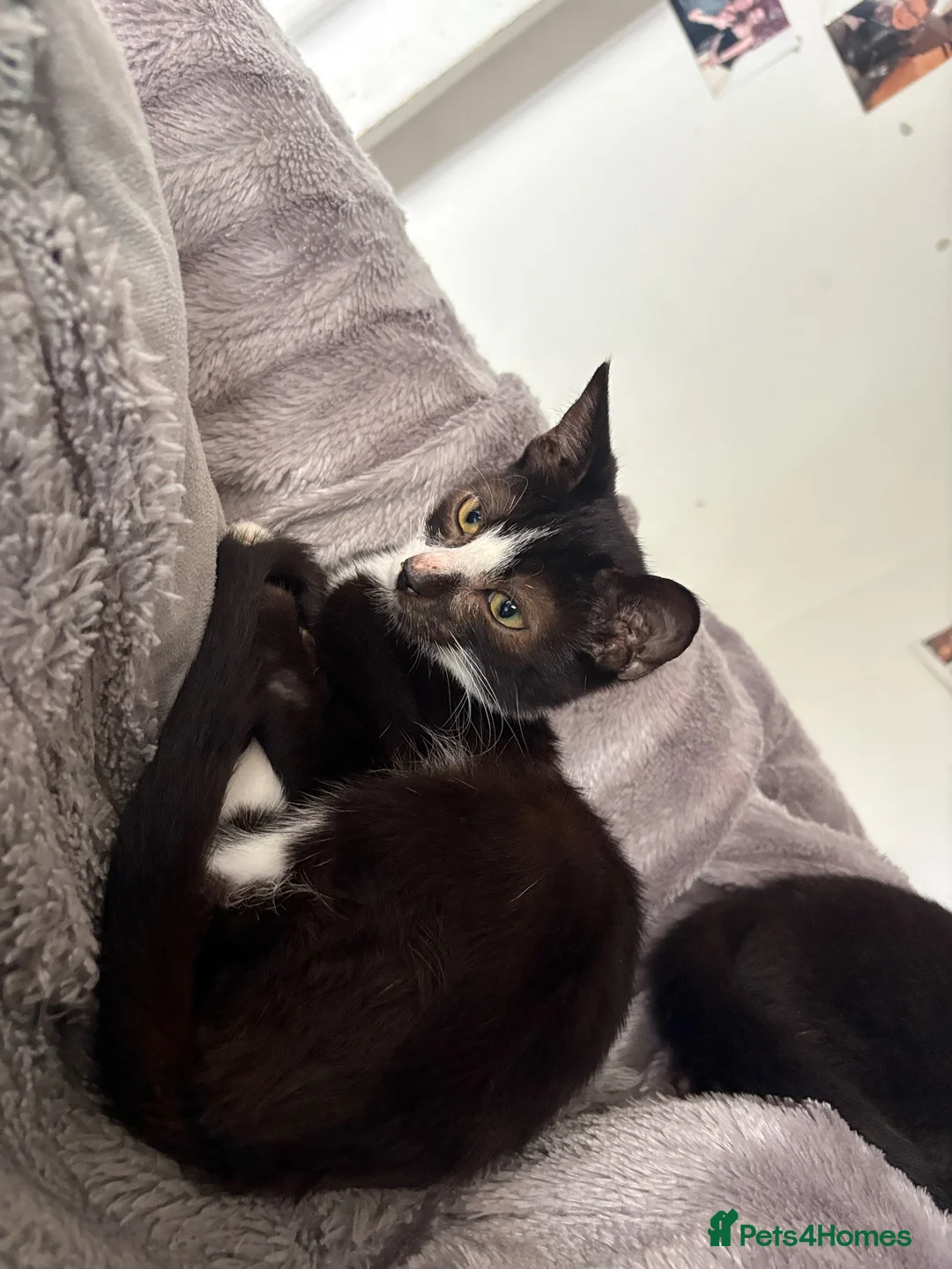 Mixed Breed cats for sale: Bicolor kitten  - Advert 1