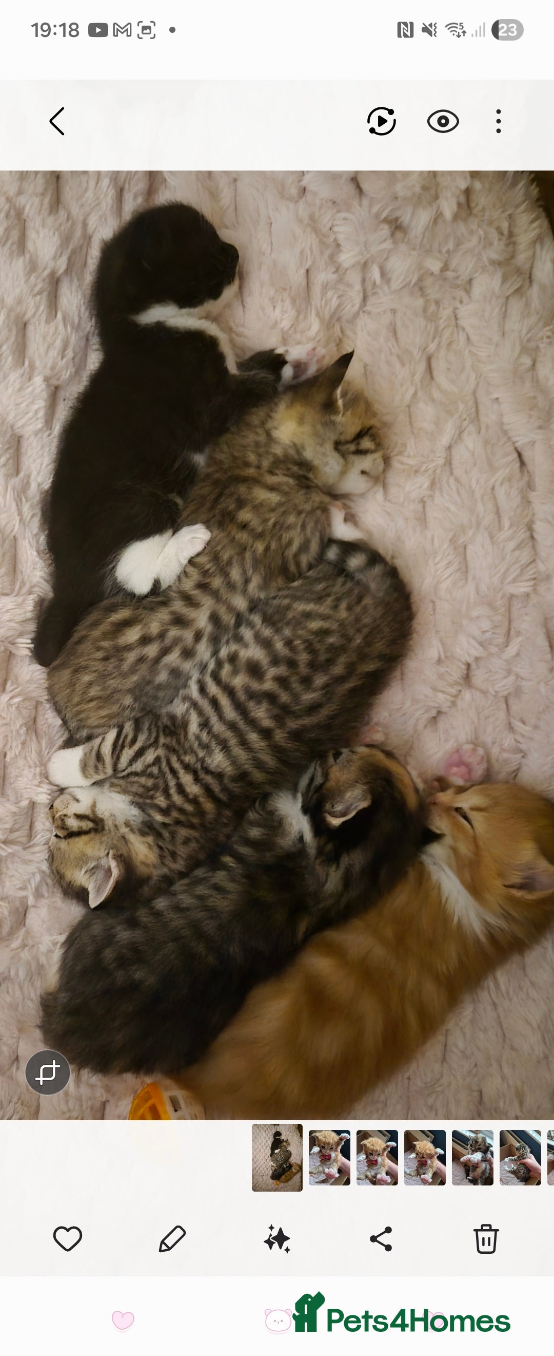 Mixed Breed cats for sale: I have both parents, adorable kittens - Image 7