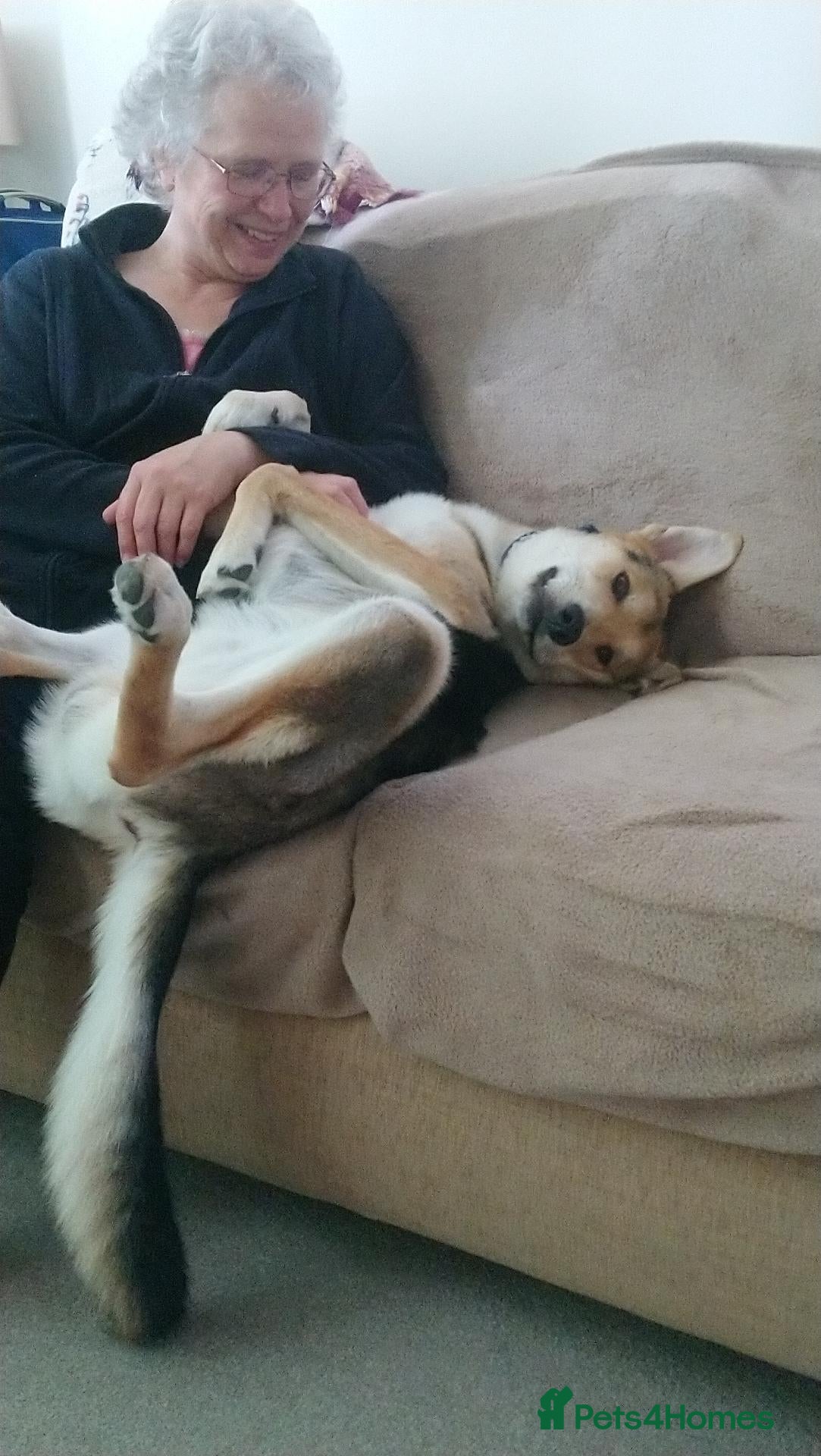 Golden Shepherd dogs Sweet boy needs more playtime - Advert 2