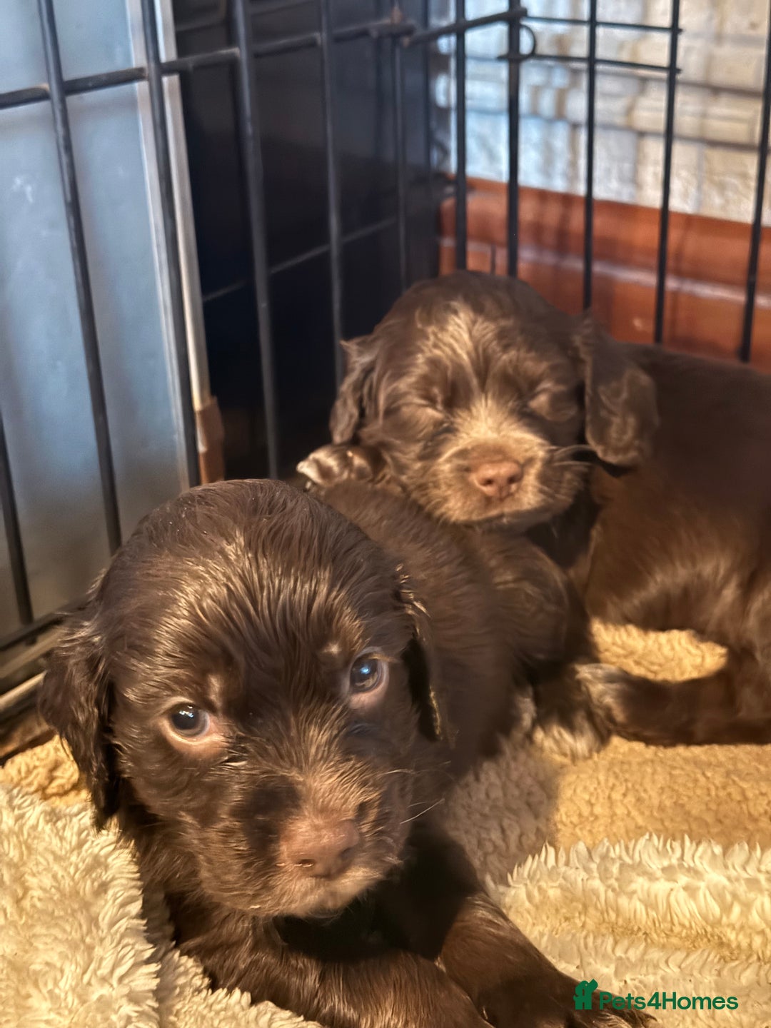 Cocker Spaniel dogs for sale: Cocker spaniel puppies - Advert 11