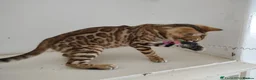 Bengal cats for sale: Bengal kitten - Advert 3