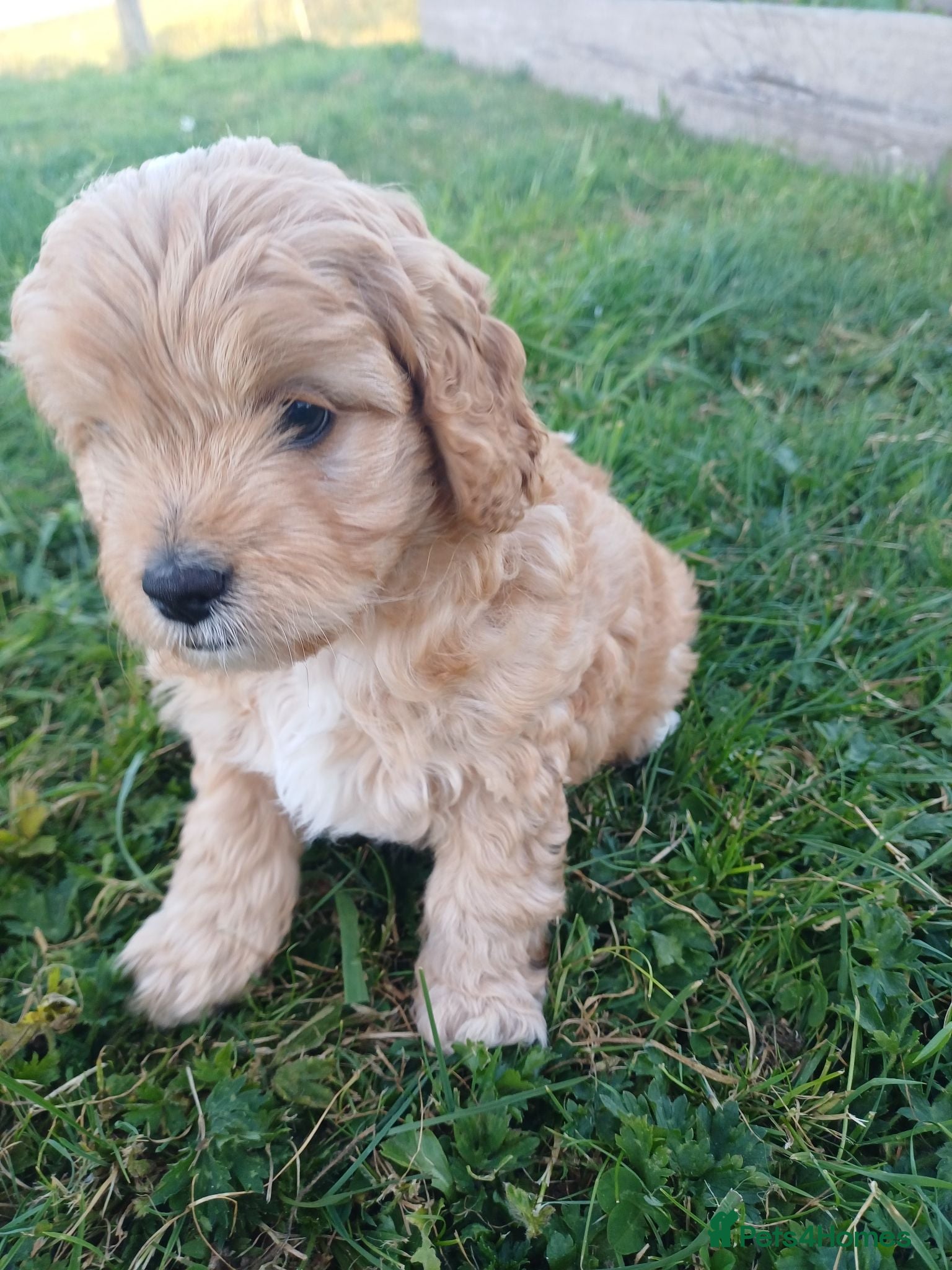 Cavapoo dogs Beautiful F1B Toy Cavapoo Puppies - Advert 11