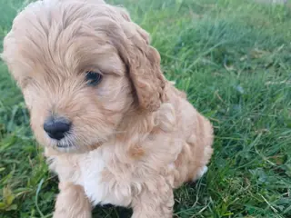Cavapoo dogs Beautiful F1B Toy Cavapoo Puppies - Advert 1