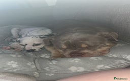 Mixed Breed dogs for sale: 3 dogs for sale! - Image 13